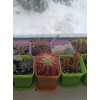Набор горшков цветочных BOTANICA квадрат мягкий с поддоном (7x7x8см, оранжевый, 5шт)