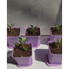 Набор горшков цветочных BOTANICA квадрат мягкий с поддоном (7x7x8см, фиолетовый, 5шт)