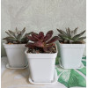 Горшок цветочный BOTANICA квадрат мягкий с поддоном (7x7x8см, белый)