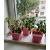 Набор горшков цветочных BOTANICA квадрат мягкий с поддоном (7x7x8см, розовый, 5шт)