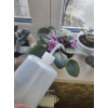 Спрей батл (бутылка с носиком, флакон-дозатор) Botanica (1л, прозрачный)