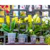 Горшок для орхидей BOTANICA Breeze (14х16cм, прозрачный)