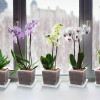 Горшок дренажный BOTANICA Clear квадратный (10.5см, прозрачный)
