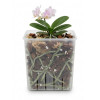 Горшок дренажный BOTANICA Clear квадратный (10.5см, прозрачный)