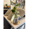Горшок дренажный Botanica Clear (6х6см/0.1л, прозрачный)