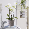 Горшок для орхидей BOTANICA Drop (12.5x9.2см/0.7л, прозрачный)