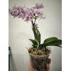 Горшок для орхидей BOTANICA Drop (15x11см/1.3л, прозрачный)