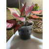 Горшок для орхидей BOTANICA Drop (15x11см/1.3л, прозрачный)
