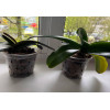 Горшок для орхидей BOTANICA Drop (12.5x9.2см/0.7л, прозрачный)