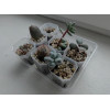 Горшок для орхидей и фиалок BOTANICA (9x9x12.5см/0.59л, прозрачный матовый)