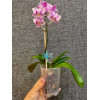 Горшок для орхидей и фиалок BOTANICA (9x9x12.5см/0.59л, прозрачный матовый)