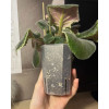 Горшок для орхидей и фиалок BOTANICA (9x9x12.5см/0.59л, прозрачный матовый)