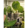Горшок для орхидей и фиалок BOTANICA (9x9x12.5см/0.59л, прозрачный матовый)