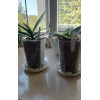 Горшок для орхидей и фиалок BOTANICA (9x9x12.5см/0.59л, прозрачный матовый)