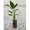 Горшок для орхидей BOTANICA высокий (18x23см/2.4л, прозрачный)