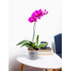 Горшок для орхидей BOTANICA с боковыми прорезями (12x9.5см/0.5л, прозрачный)