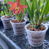 Горшок для орхидей Botanica сетчатый (14x12см/1л, прозрачный)