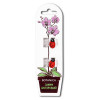 Зажим для орхидей Botanica Божья коровка (красный/2шт)