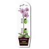 Зажим для орхидей Botanica Божья коровка (зеленый/2шт) Зажим для орхидей Botanica Божья коровка (зеленый/2шт)