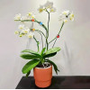 Зажим для орхидей Botanica Божья коровка (голубой/2шт)