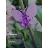 Зажим для орхидей Botanica Бабочка (фиолетовый/2шт)
