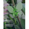 Зажим для орхидей Botanica Бабочка (салатовый/2шт)