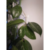 Набор зажимов BOTANICA универсальный (20шт, белый)