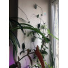 Набор зажимов (клипс) для растений BOTANICA Листок (10шт, зеленый)