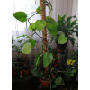 Опора для растений Botanica Кокосовая 100см (d44мм)
