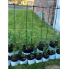 Опора для растений Botanica колышек 75см (d11мм, металл в пластике, зеленый)
