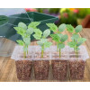 Мини-парник для рассады BOTANICA (18.5х14.5х11.5см, зеленый, 12 ячеек)