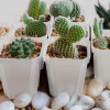 Горшок цветочный BOTANICA квадрат твердый с поддоном (7x7x8см, прозрачный)