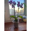 Горшок цветочный BOTANICA квадрат твердый с поддоном (7x7x8см, прозрачный)
